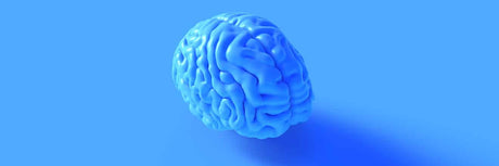Top 10 Brain Supplements - Boost Your Brain Performance - Bargain Chemist