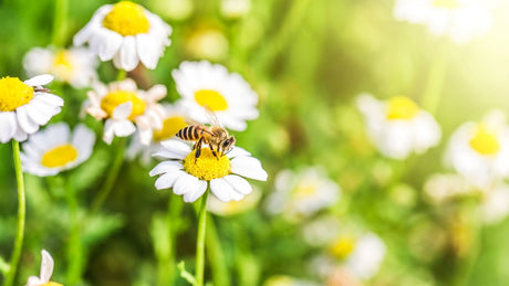 Your Health Guide to spring clean your Wellbeing