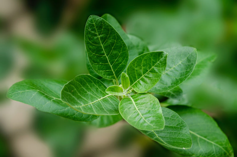 What is Ashwagandha and what are its benefits?