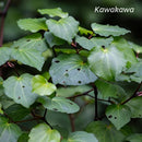 KIWI HERB Kawakawa Stomach Calm 200ml