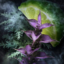 David Champion EDT 90ml