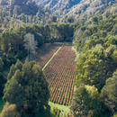 Kolorex Foot & Toe Cream 25g