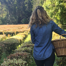 Kolorex Derma Care Horopito Cream 50g