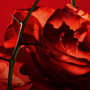 Amor Amor EdT Spray 30ml