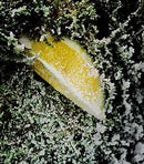 Maison Crivelli Absinthe Boreale EDP 100ml